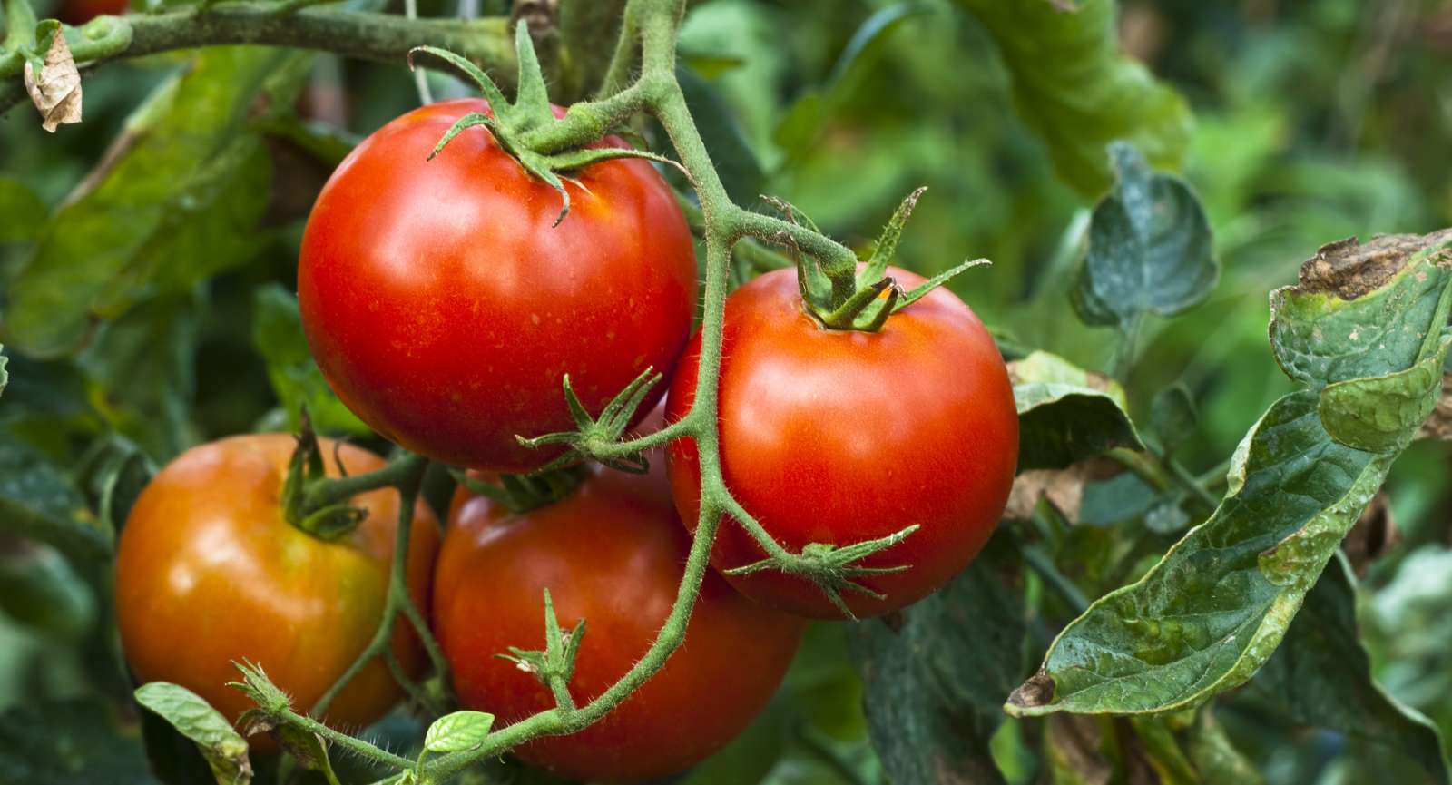 ripe red tomatoes on the vine