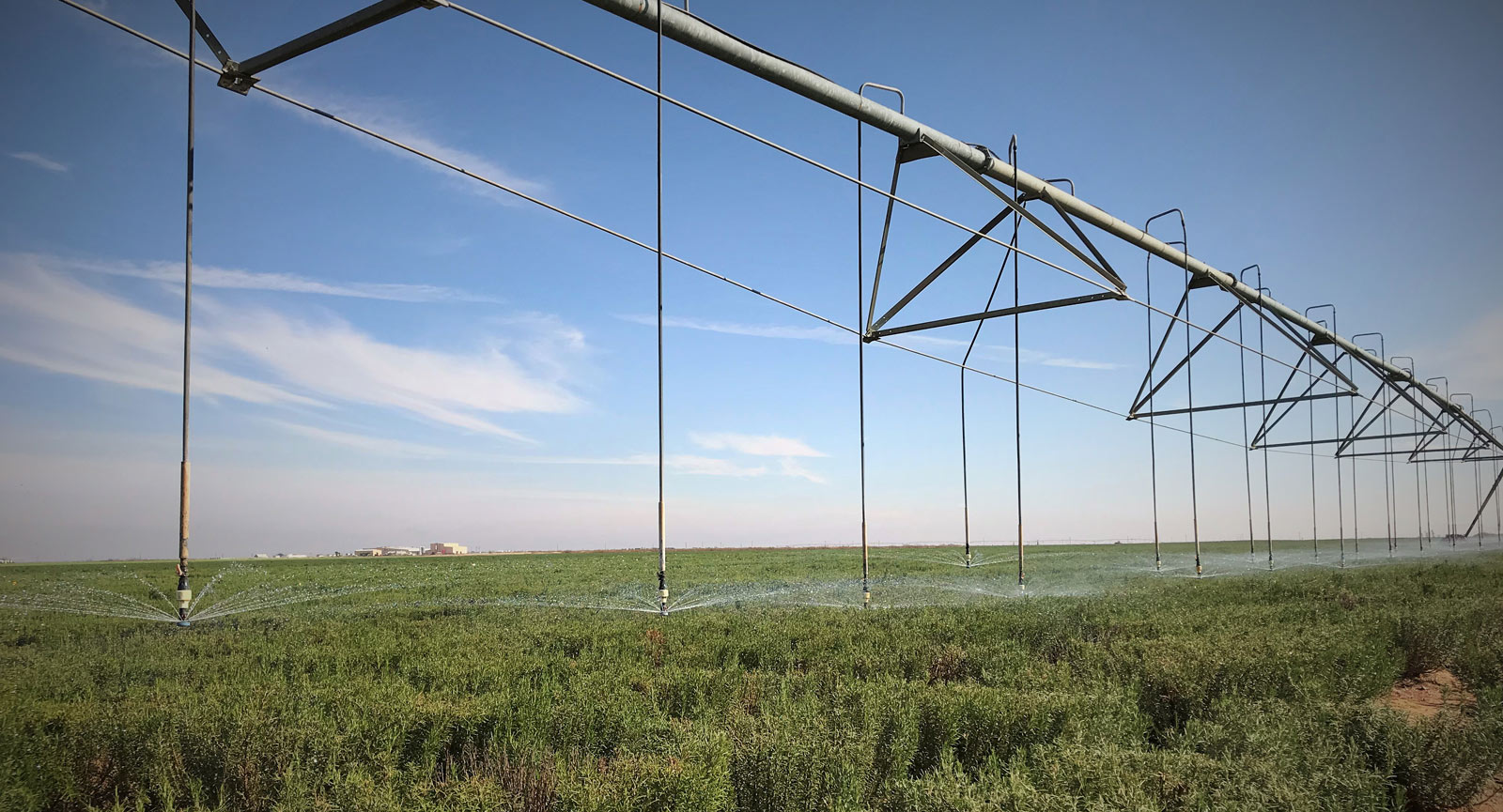 Irrigation and rosemary fields