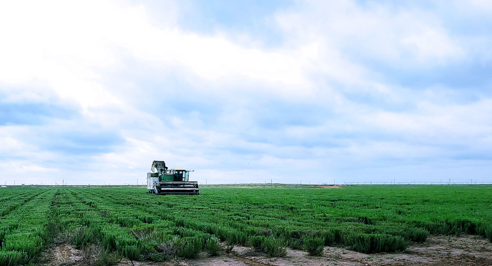 Rosemary fields and combine