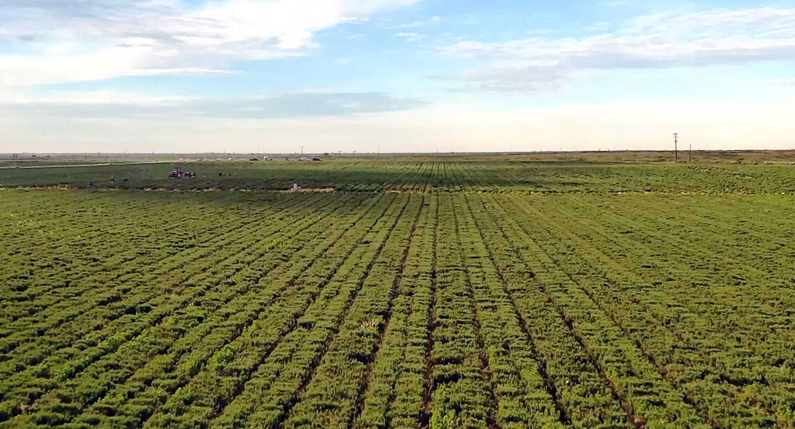 Rosemary field at Kalsec Southwest