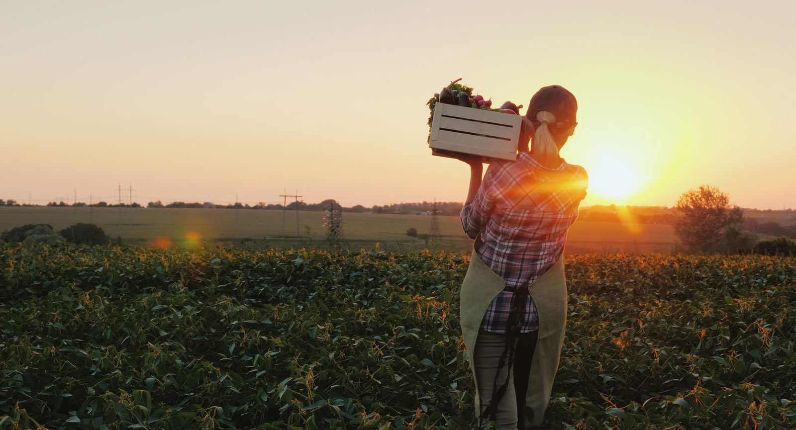 Farming at the sunset