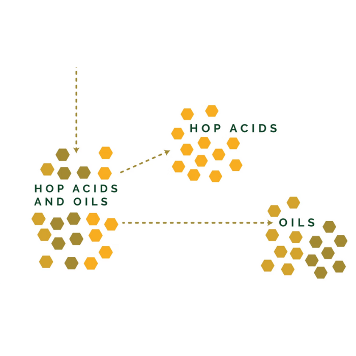 illustration of hop acids and oils being separated