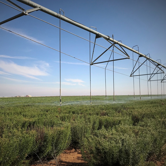 Irrigation and rosemary fields