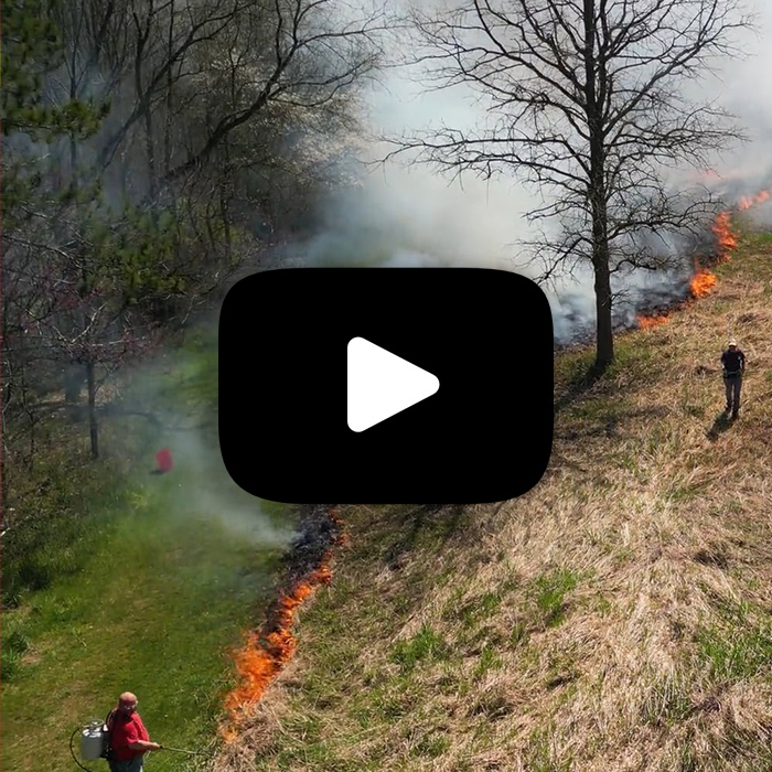 Thumbnail to play video for a Kalsec prescribed prairie burn