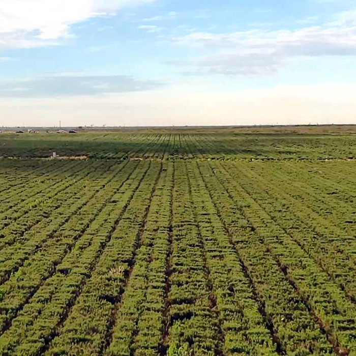 Rosemary field at Kalsec Southwest