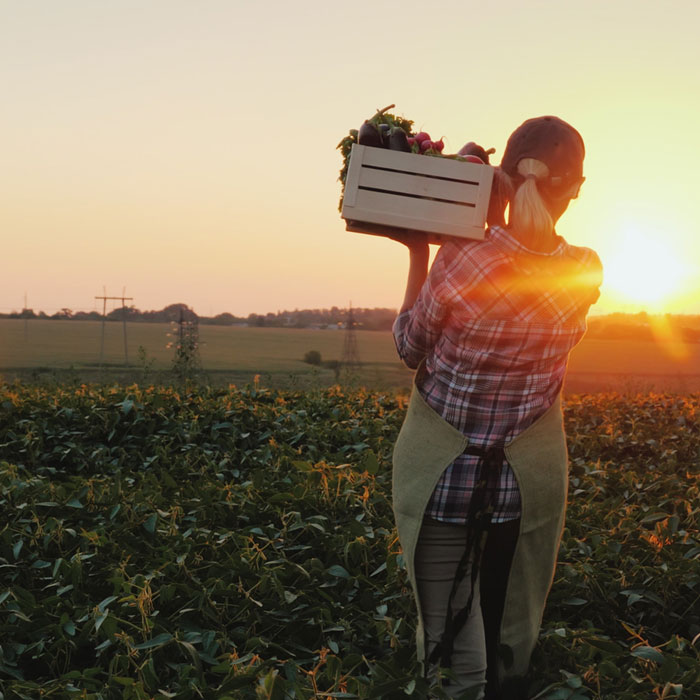 Farming at the sunrise