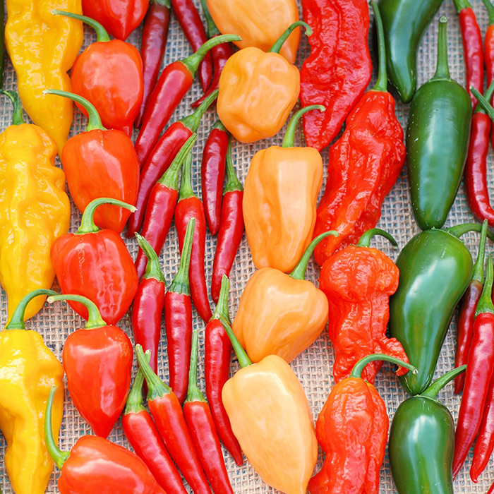 Variety of hot peppers