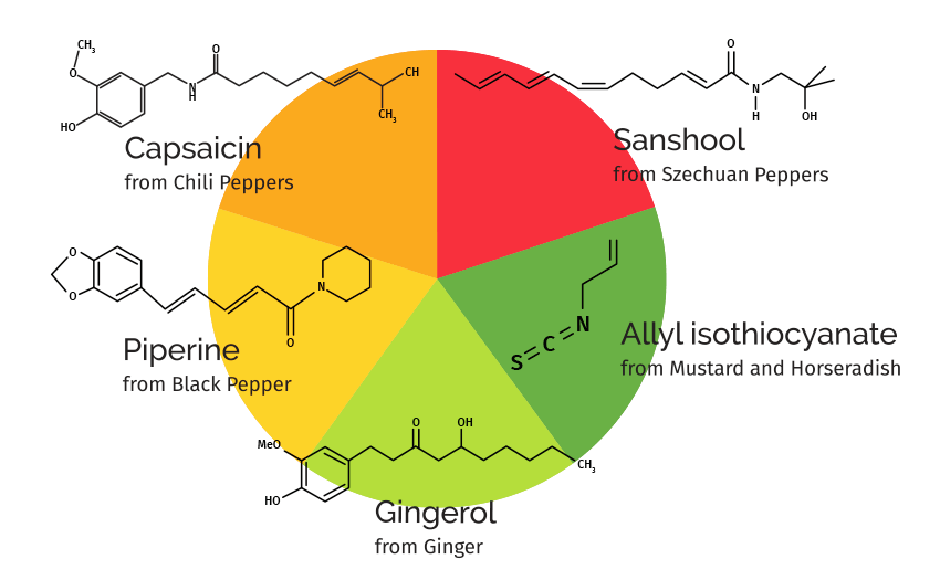 Capsaicin from Chili Peppers, Sanshool from Szechuan Peppers, Allyl isothiocyanate from Mustard and Horseradish, Gingerol from Ginger, Piperine from Black Pepper