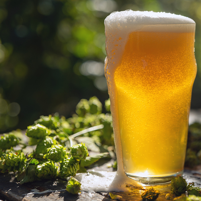 Beer and raw hops in sun