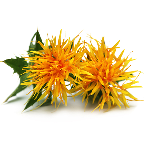 Safflower